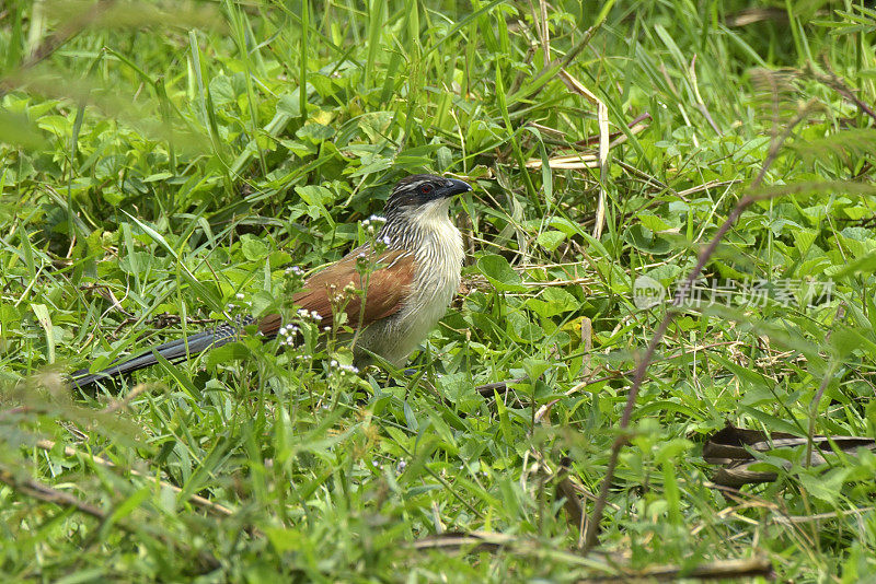 White-browed Coucal